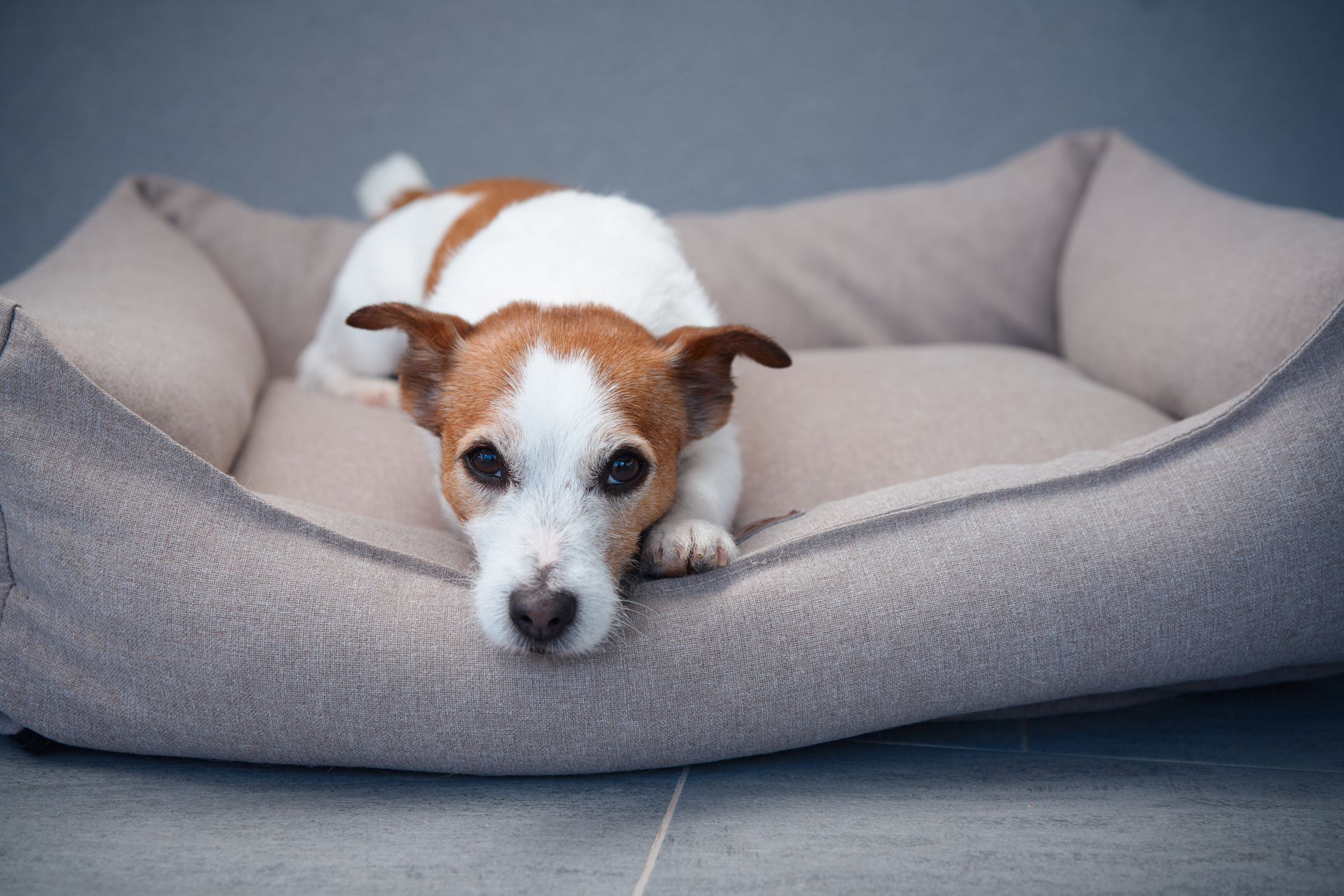 Jack Russell dog lays comfortably in a grey pet bed.